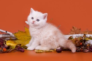 Затушеванный камео окрас британских кошек. Фото окрас камео британских кошек, котов, котят. Затушеванный камео окрас: стандарт окраса. 